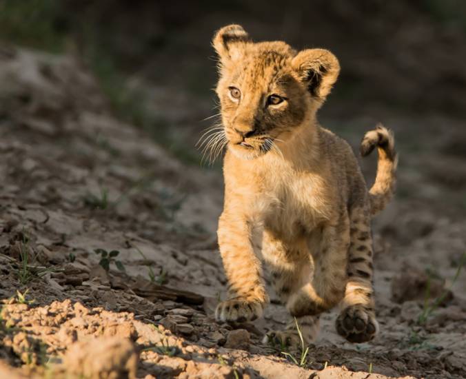 Ребёнок Лев - маленькое солнышко