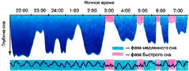 Соотношение фаз быстрого и глубокого сна у взрослого за один цикл