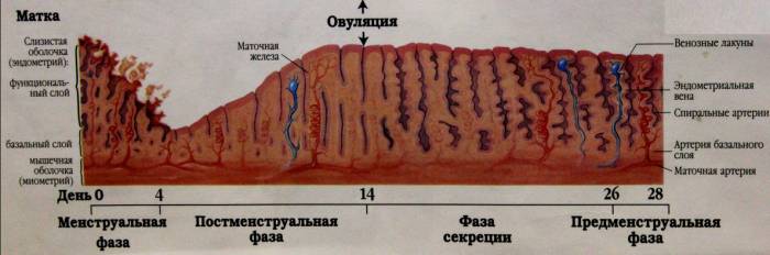 Фазы менструального цикла