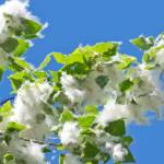 Тополиный пух