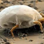 Пылевой клещ