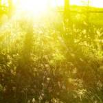 Солнечный свет