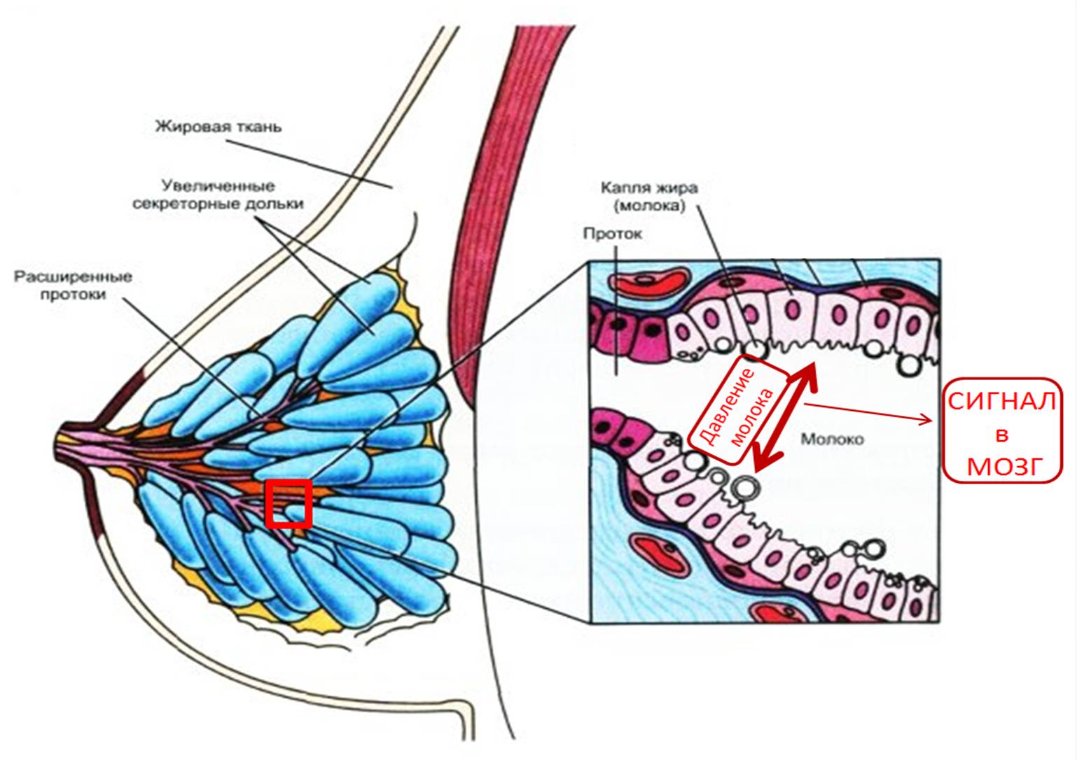 Процесс образования молока