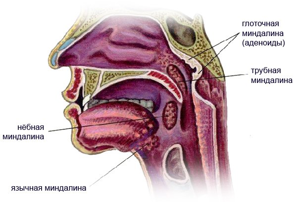 Расположение миндалин