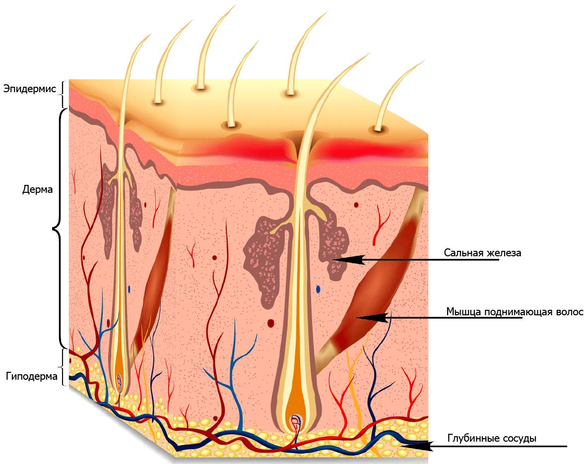 Сальные железы