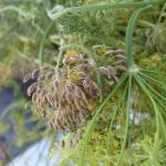 Семена укропа