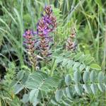 Солодка голая