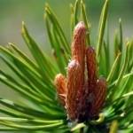 Сосновые почки