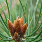 Сосновые почки