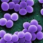 Стафилококки