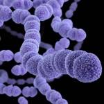 Стрептококки