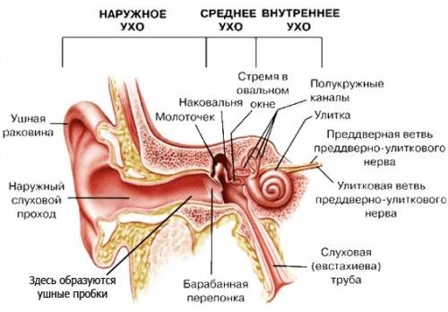 Строение уха