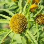 трава череды