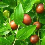 Зизифус настоязий