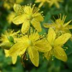 Зверобой
