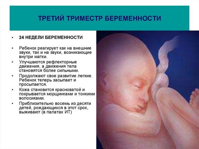 3 триместр