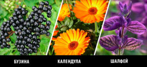 Какие отхаркивающие травы выбрать при сухом кашле Какие отхаркивающие травы выбрать при сухом кашле